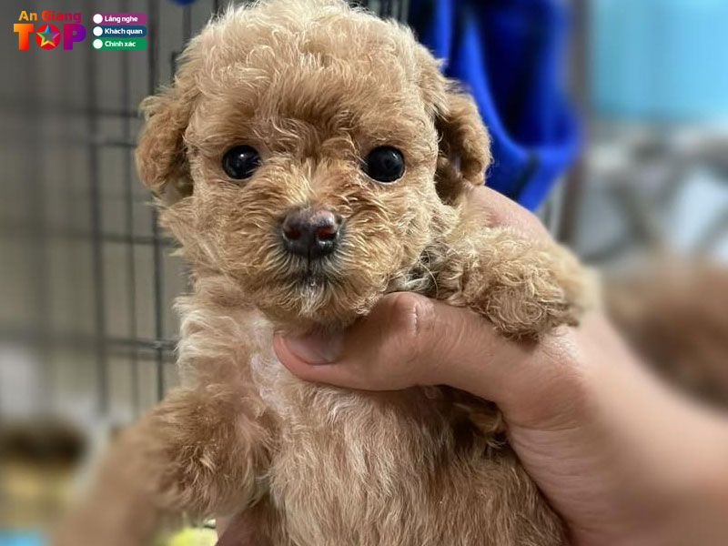 duypets-angiangtoplist