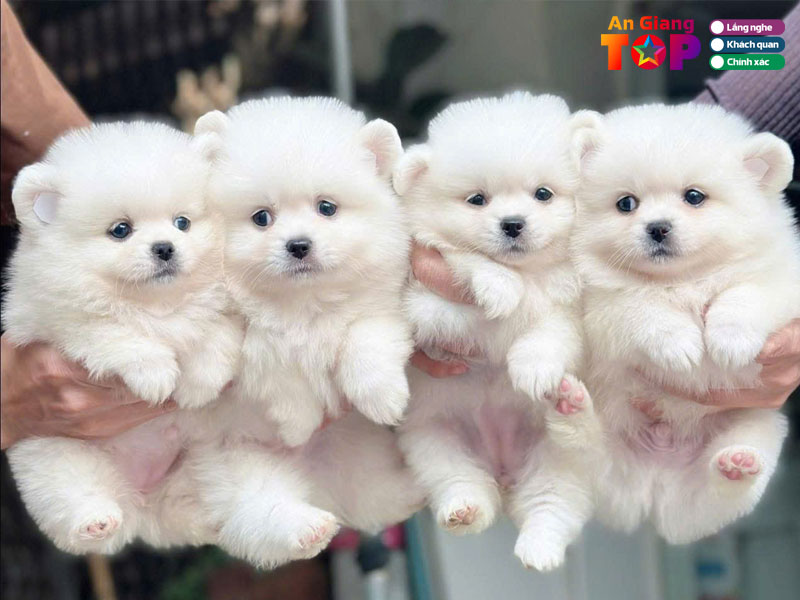 Nhung-luu-y-khi-mua-cho-canh-o-an-giang-uy-tin-angiangtoplist