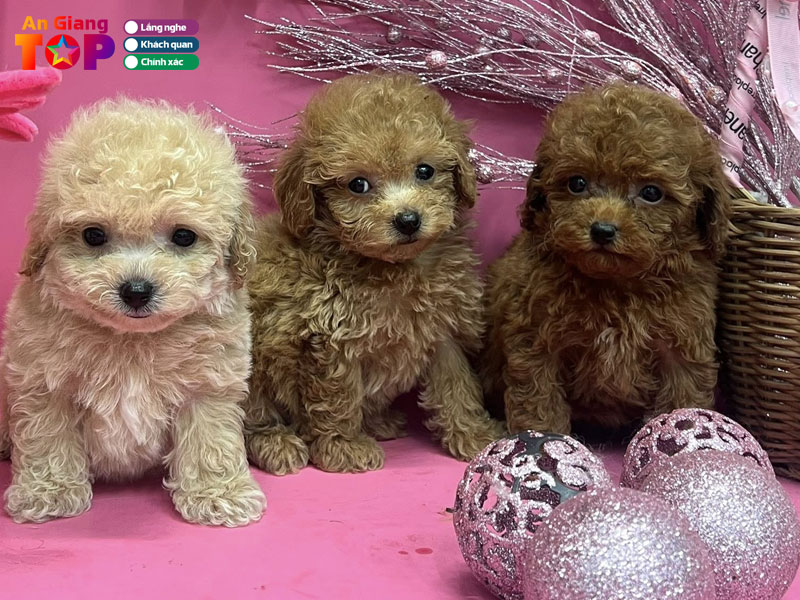 Syna-petshop-1-angiangtoplist