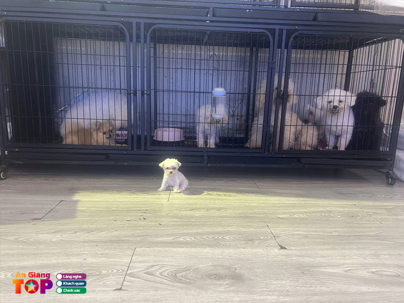 syna-petshop-angiangtoplist