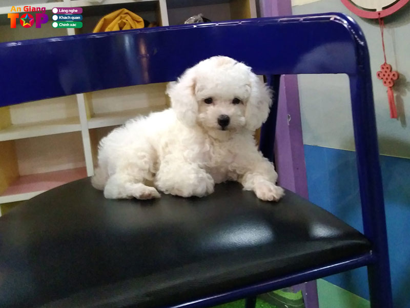 thu-cung-an-giang-angiangtoplist