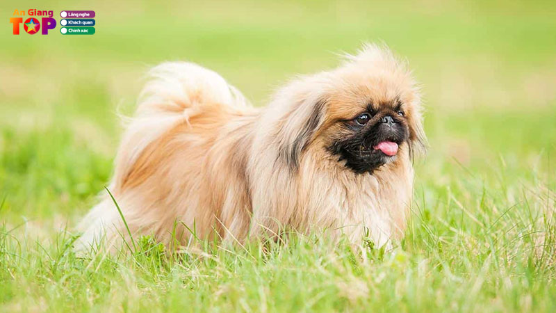 top-5-dia-chi-ban-cho-an-giang-da-chung-loai-gia-tot-angiangtoplist