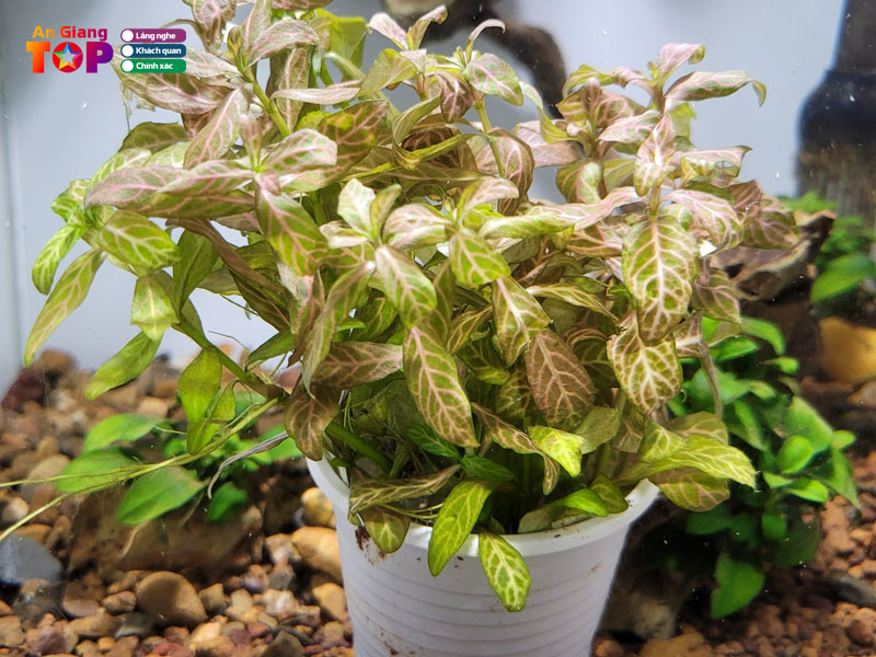 Ca-canh-mui-tau-angiangtoplist