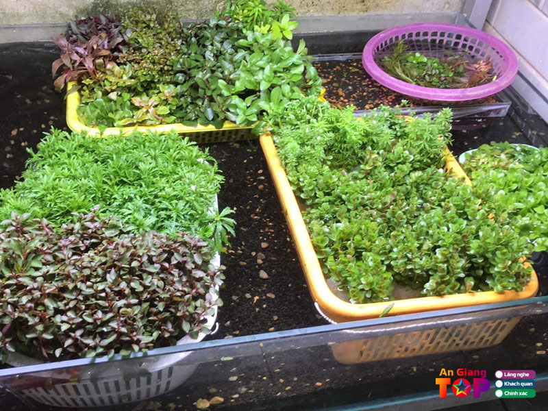 Ca-canh-son-binh-dia-chi-ban-cay-thuy-sinh-an-giang-uy-tin-angiangtoplist