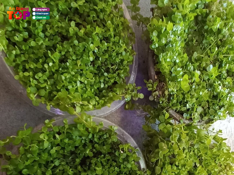 Ca-kieng-thai-binh-angiangtoplist