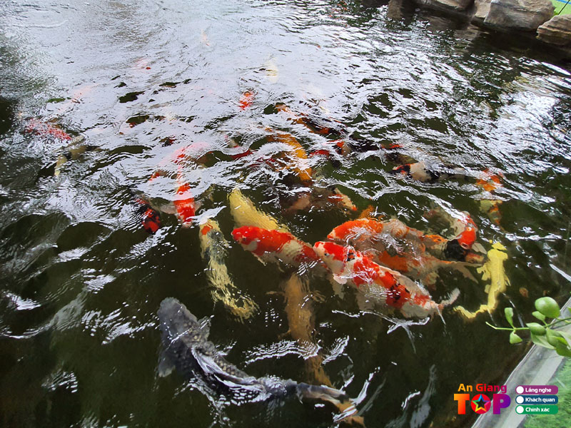 Ca-phe-ca-koi-vong-angiangtoplist