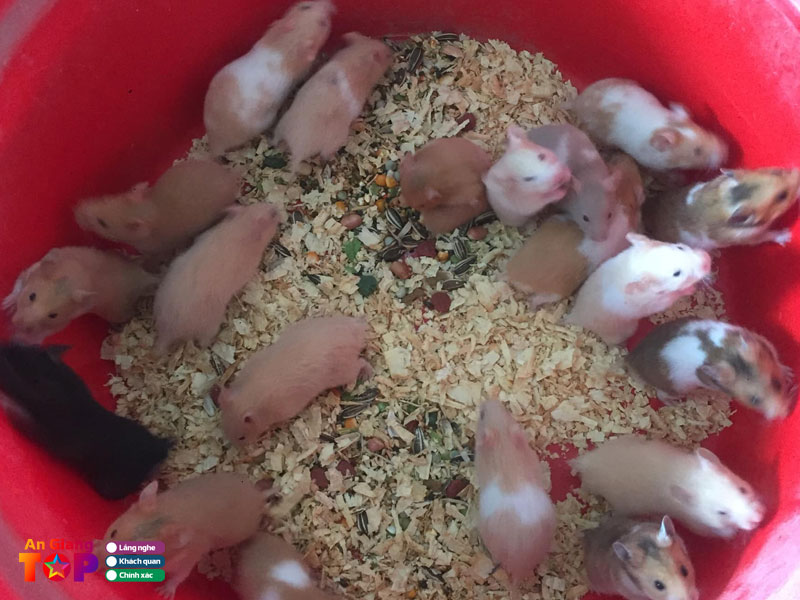 Chuot-hamster-an-giang-angiangtoplist