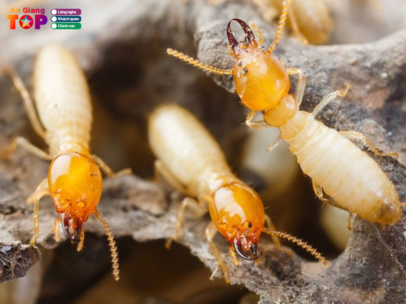 Cong-ty-diet-moi-bao-viet-thang-long-vn-angiangtoplist