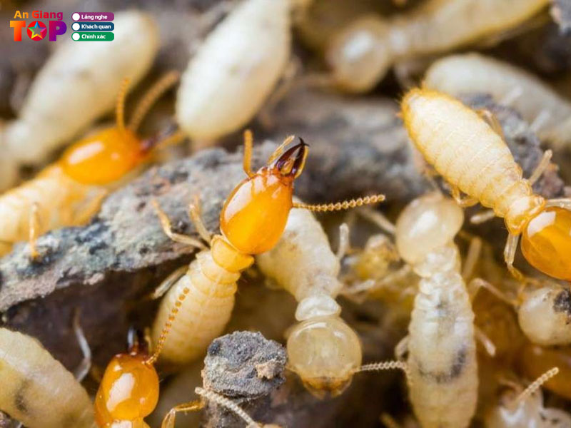 Cong-ty-diet-moi-tai-nha-o-tinh-an-giang-angiangtoplist