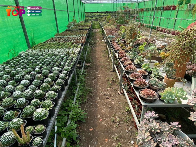 Duan-garden-dia-chi-ban-sen-da-an-giang-dep-ngat-ngay-angiangtoplist