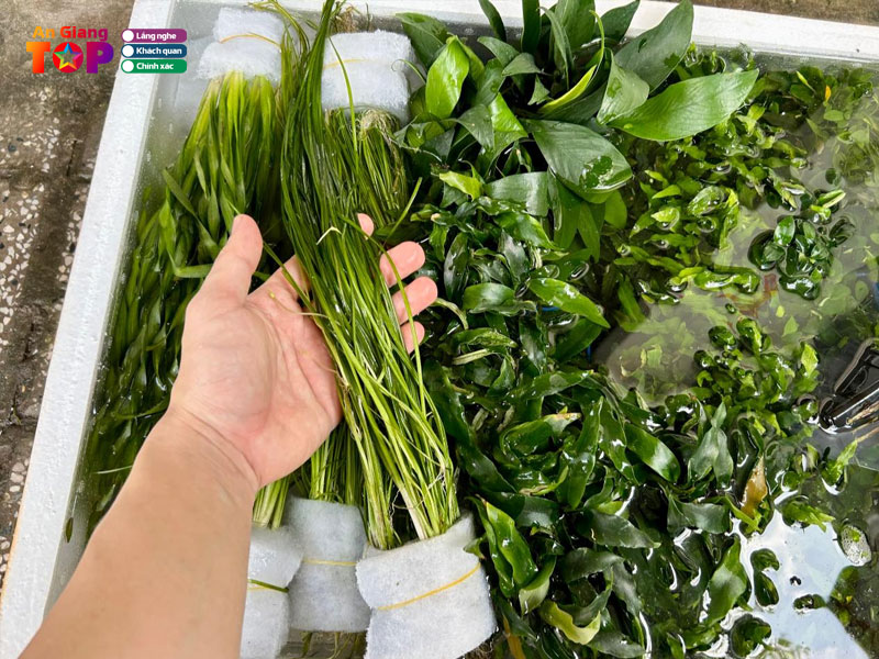 Guppy-xanh-angiangtoplist