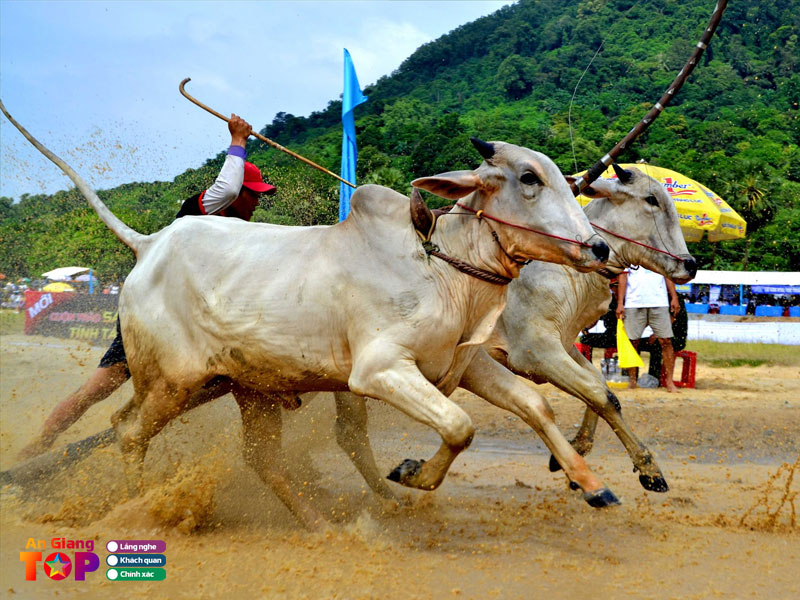 Le-dolta-va-hoi-dua-bo-bay-nui-angiangtoplist