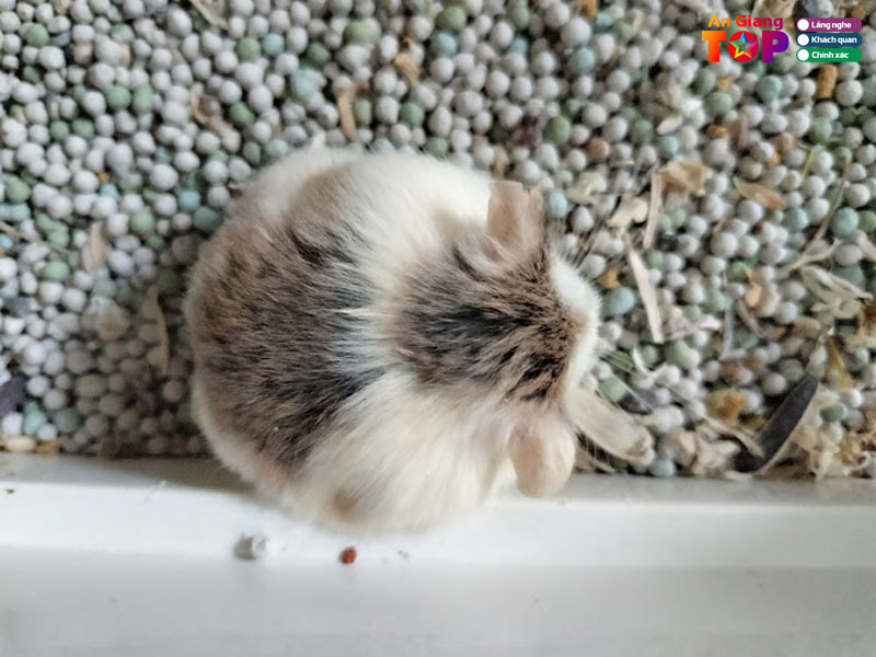 Library-hamster-ag-angiangtoplist