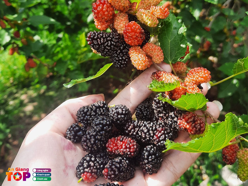 Quan-vuon-dau-tu-dung-angiangtoplist