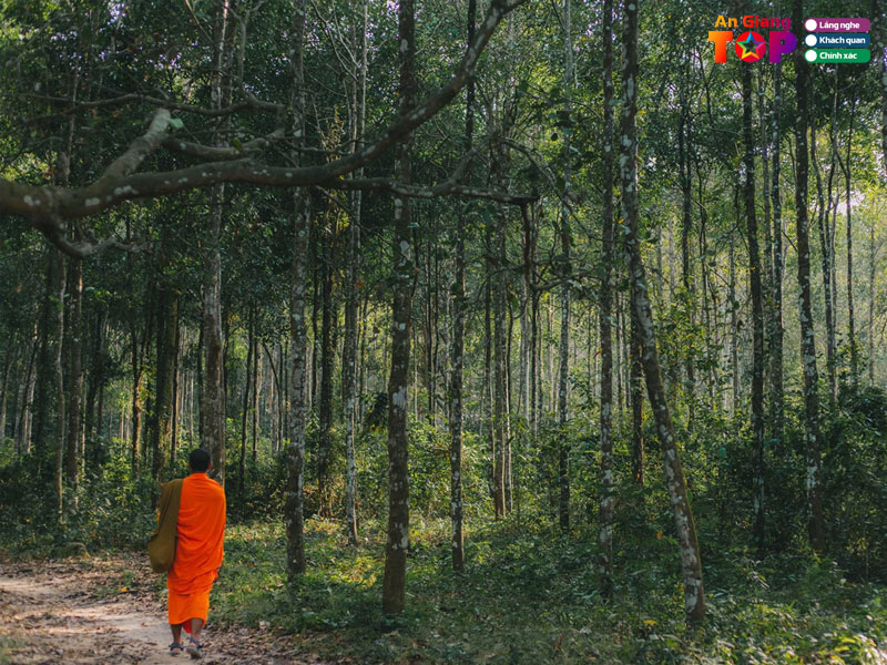 Rung-cay-sao-angiangtoplist