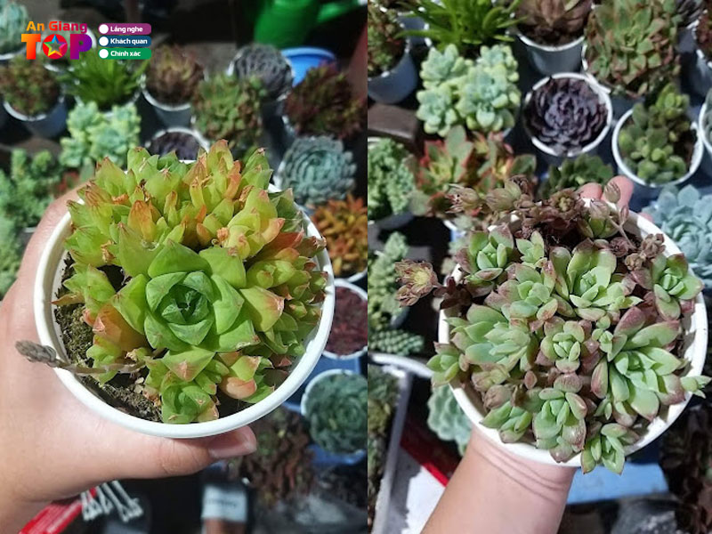 Sen-da-ti-xiu-angiangtoplist