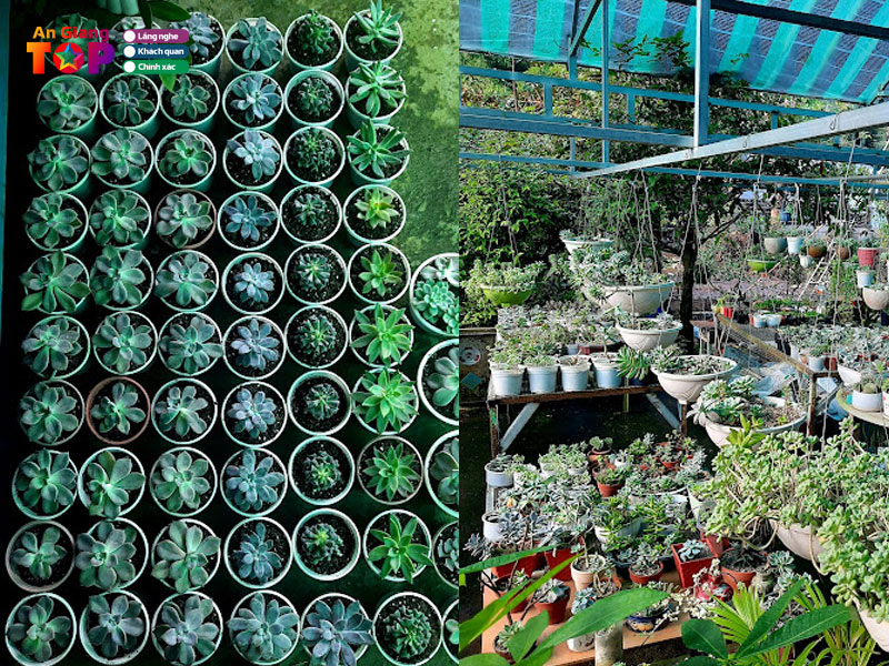 Sen-da-tran-hung-garden-angiangtoplist