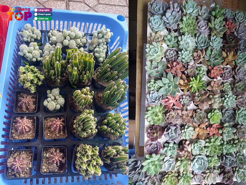 Sen-da-xuong-rong-cam-giang-angiangtoplist