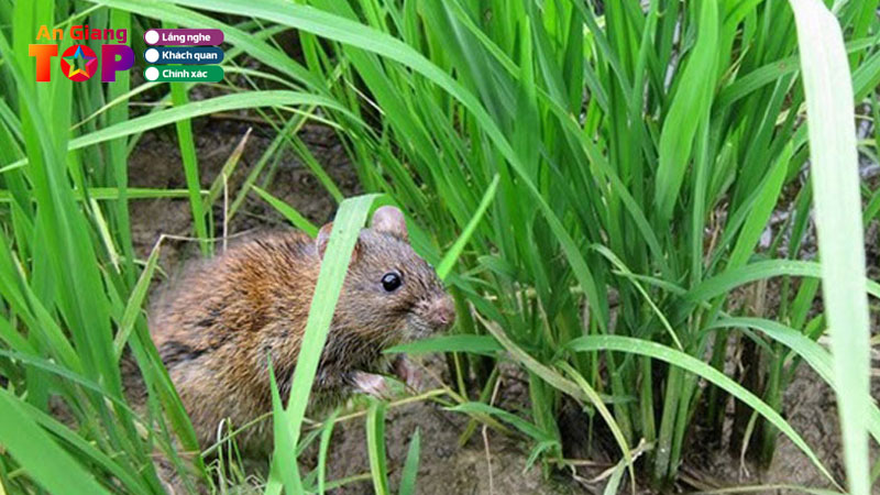 Top-3-dich-vu-diet-chuot-an-giang-tan-goc-gia-re-angiangtoplist