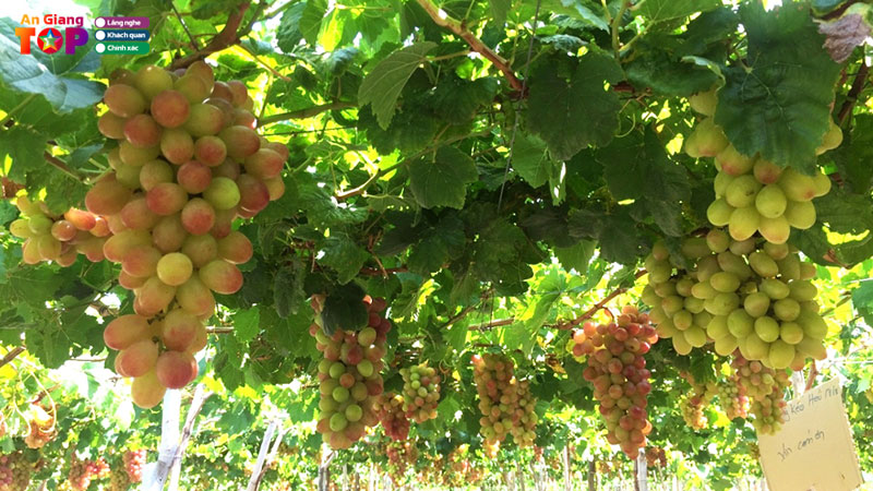 Top-4-vuon-nho-an-giang-co-tieng-dong-khach-ghe-den-tham-quan-angiangtoplist