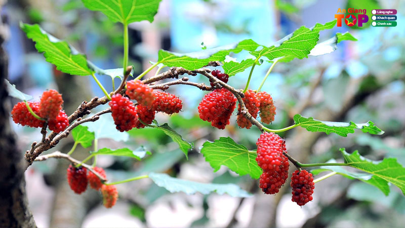 Top-7-vuon-dau-o-an-giang-triu-qua-an-bao-ngon-angiangtoplist