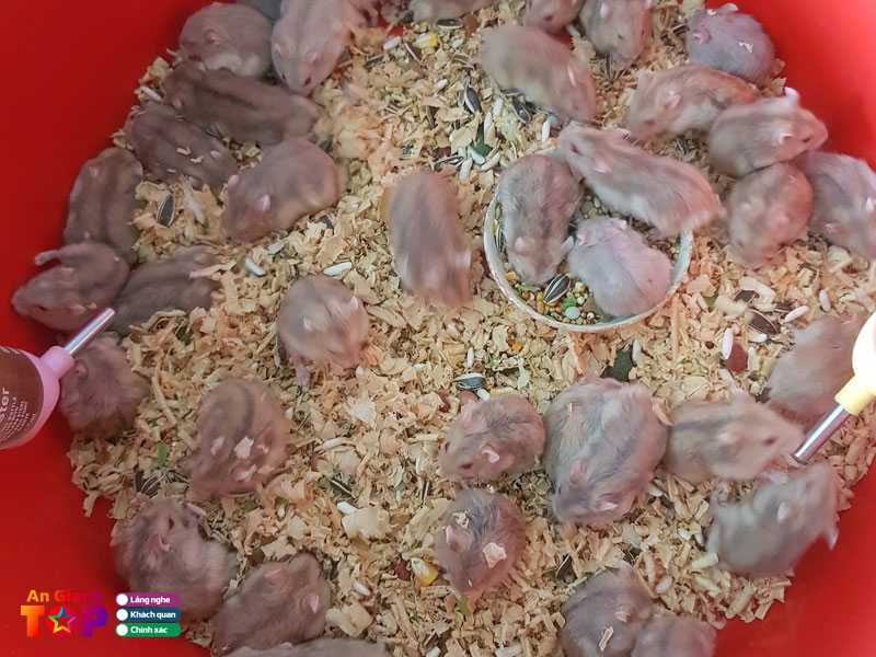 Trai-chuot-hamster-phu-kien-day-du-angiangtoplist