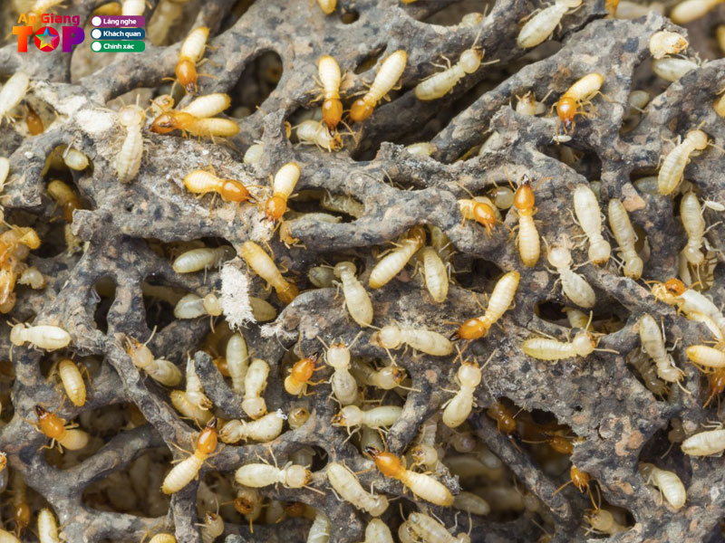 Trung-tam-diet-moi-va-con-trung-anh-tuan-angiangtoplist