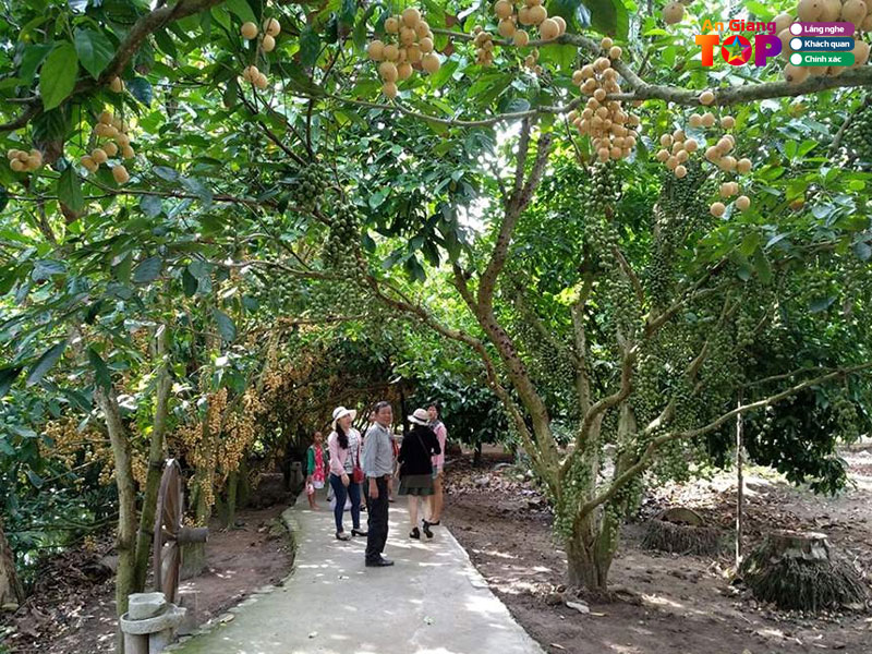 Vuon-dau-9-hoang-angiangtoplist