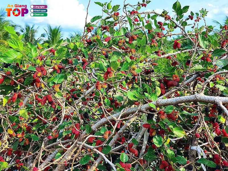 Vuon-dau-tam-9-hung-angiangtoplist