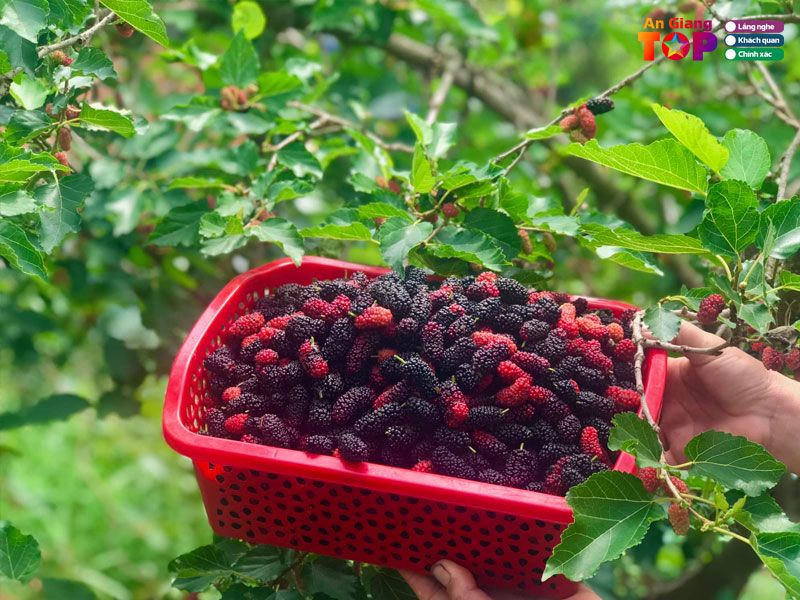 Vuon-dau-tam-ngoc-bich-angiangtoplist