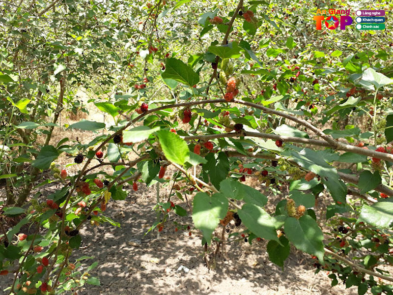 Vuon-dau-tam-xa-my-khanh-angiangtoplist