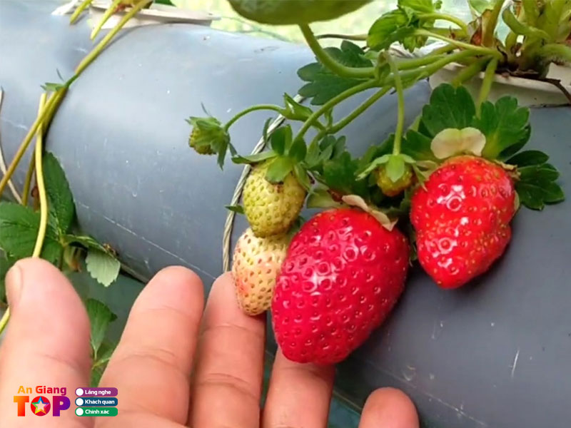 Vuon-dau-tay-nhiet-doi-day-khuyen-angiangtoplist