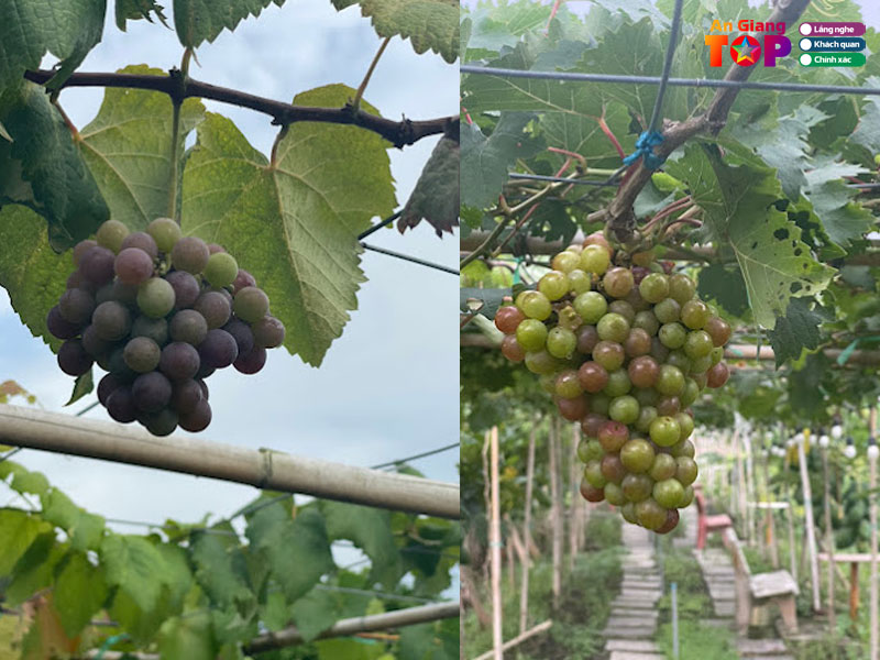 Vuon-nho-co-ut-dieu-angiangtoplist