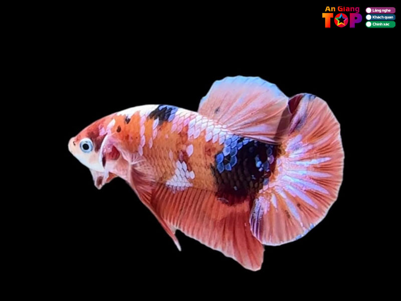 Betta-house-angiangtoplist