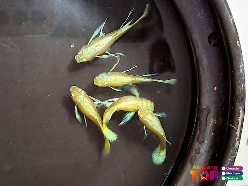 Ca-canh-hung-thinh-angiangtoplist