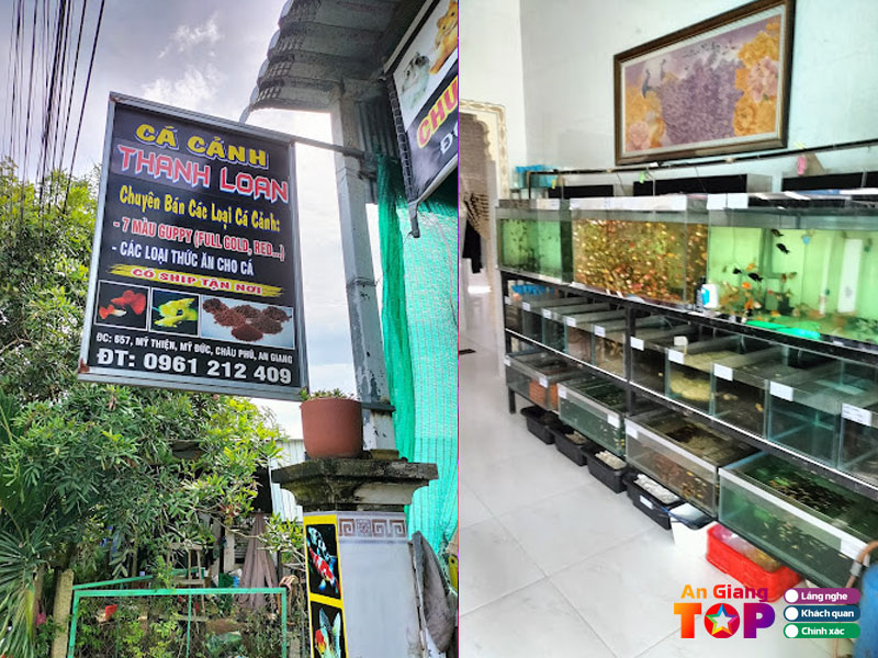Ca-canh-thanh-loan-angiangtoplist