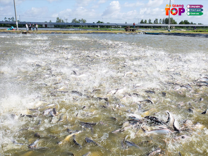 Ca-tra-navico-angiangtoplist