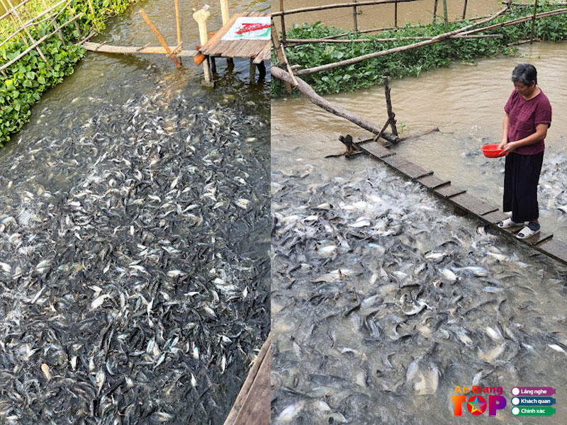 Ca-tra-thien-nhien-chu-dang-angiangtoplist