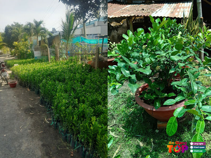 Chanh-thai-thanh-ky-angiangtoplist