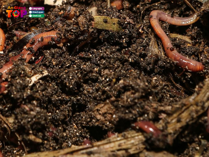 Cong-ty-co-phan-trang-trai-sach-angiangtoplist