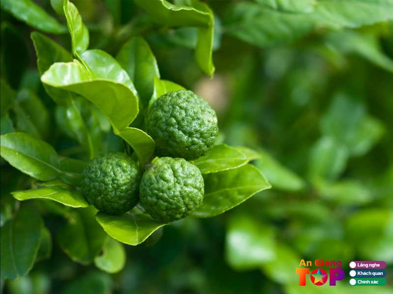 Nhung-tieu-chi-khi-lua-chon-mua-cay-truc-o-an-giang-1-angiangtoplist