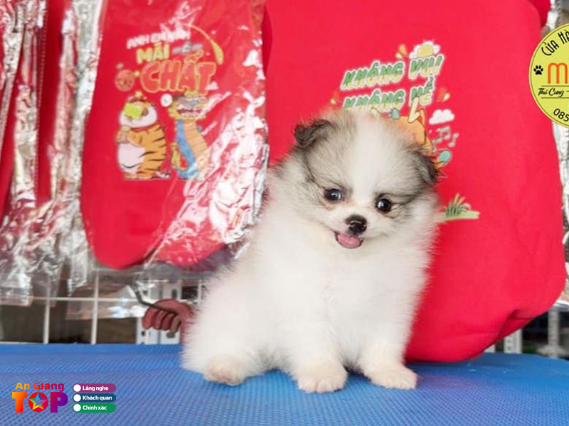Shop-thu-cung-mochi-angiangtoplist