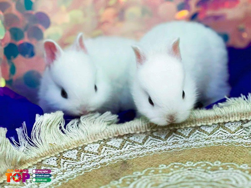 Syna-pets-shop-angiangtoplist