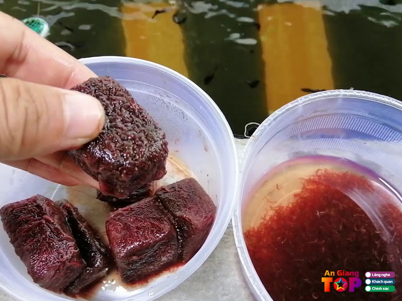 Tai-trung-chi-angiangtoplist