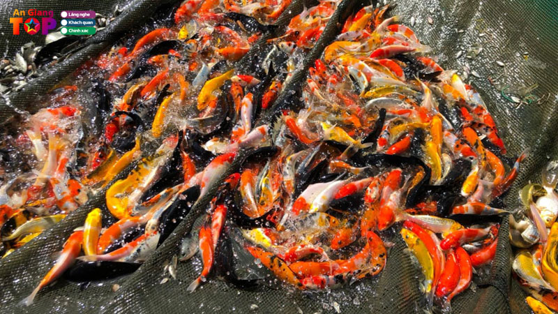 Top-10-trai-ca-canh-o-an-giang-chat-luong-cao-va-da-dang-angiangtoplist