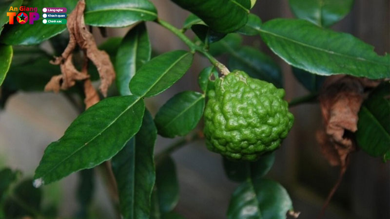 Top-2-cua-hang-ban-cay-truc-an-giang-dep-phat-trien-tot-angiangtoplist