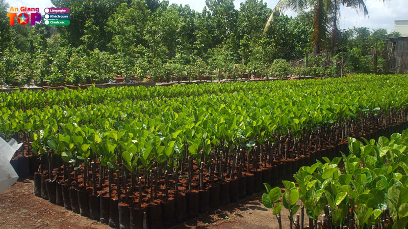 Top-5-dia-chi-ban-cay-giong-an-giang-da-dang-khoe-manh-angiangtoplist