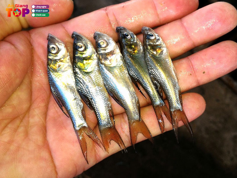 Trai-ca-giong-ba-ban-angiangtoplist