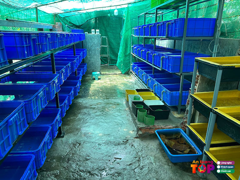 Trai-ca-guppy-truong-giang-angiangtoplist