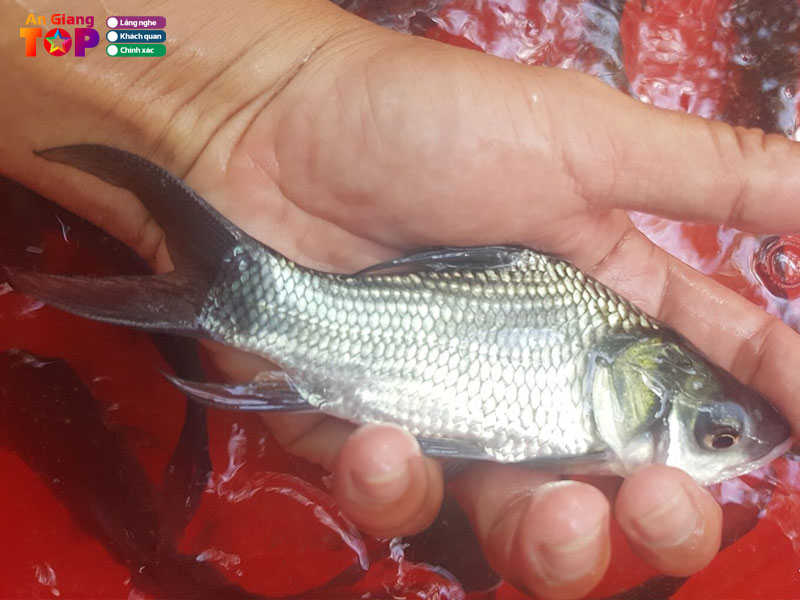 Trai-ca-ho-mien-tay-angiangtoplist